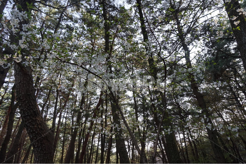 숲,풀,수풀,공원,산,등산,우거진,우거진숲,울창하다,울창함,울창,나무가지,바위,소풍,길,숲길,숲속,돌길,돌담,등산길,등산로,식물,벚꽃,꽃,벚꽃나무,나무,자연,풍경,산책,자연,풍경,nature,landscape,식물,plants,꽃,flower,나무,trees,wood,휴식,힐링,rest,relaxation,healing,tree,plant,vegetation,초목,woodland,삼림지,forest,outdoors,옥외,land,땅,grove,작은 숲,tree trunk,나무 줄기
