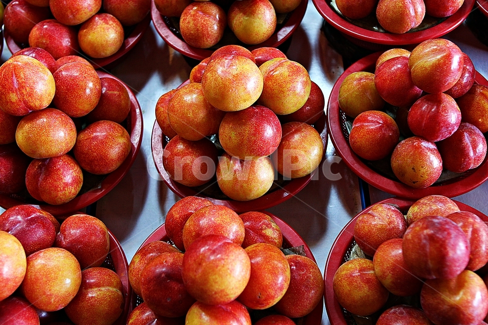 자두,빨강,수확,싱싱한,과일,음식,식재료,요리,먹거리,가을,추수,과일,열매,fruit