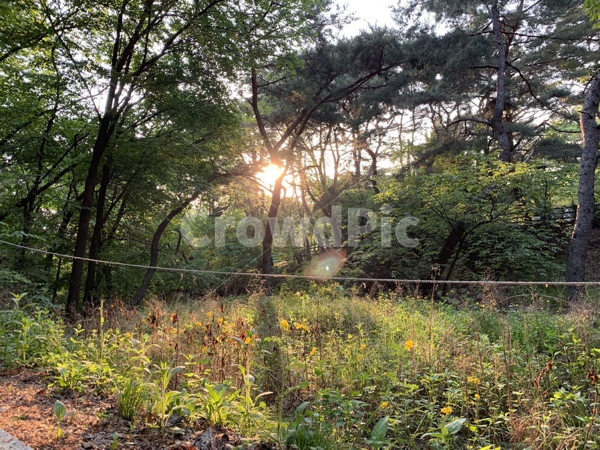 자연,풍경,감성,감성사진,나무,초록,배경,연두,숲
