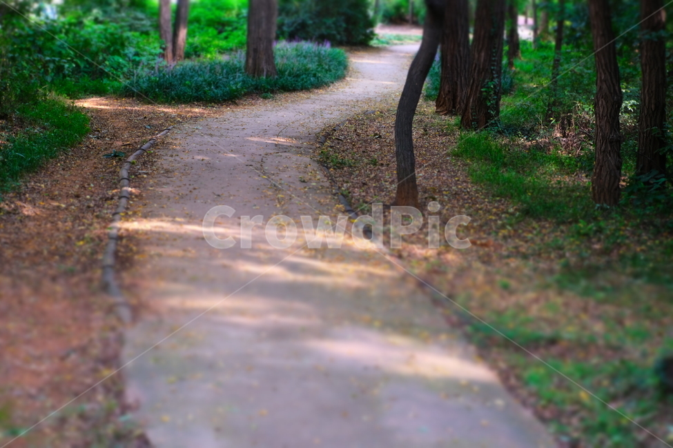 treetrunk,tree,plant,식물,나무,공원,공원길,산책,산책로,오후공원,풍경,꽃