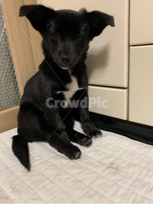 강아지,시무룩,검정강아지,앉아있는강아지,멍,동물,animal,포유류,mammal,개,강아지,dog,doggy
