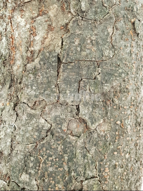 나무,나무텍스쳐,나무껍질,나무질감,질감,텍스쳐,패턴,wood,tree,texture,나무배경,pattern,무늬,자연,식물,나무,trees,wood