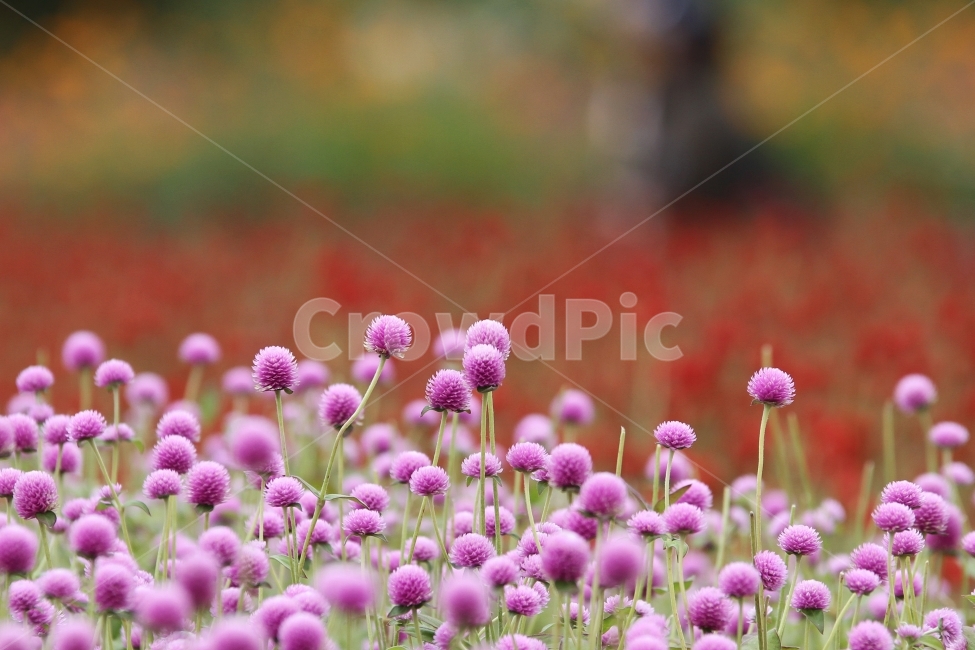 꽃,식물,천일홍,자연,감성사진,식물,자연,plants,nature,꽃,flower