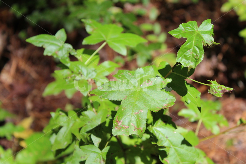 자연,풀,초록색,나뭇잎,plant,식물,leaf,잎