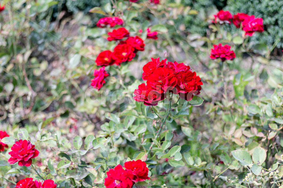 꽃,식물,빨간꽃,flower,자연,식물,자연,plants,nature,꽃,flower