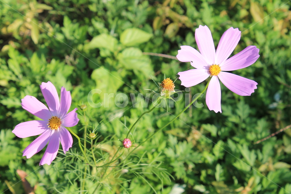 코스모스,cosmos,가을,autumn,fall,plant,식물,flower,꽃,blossom