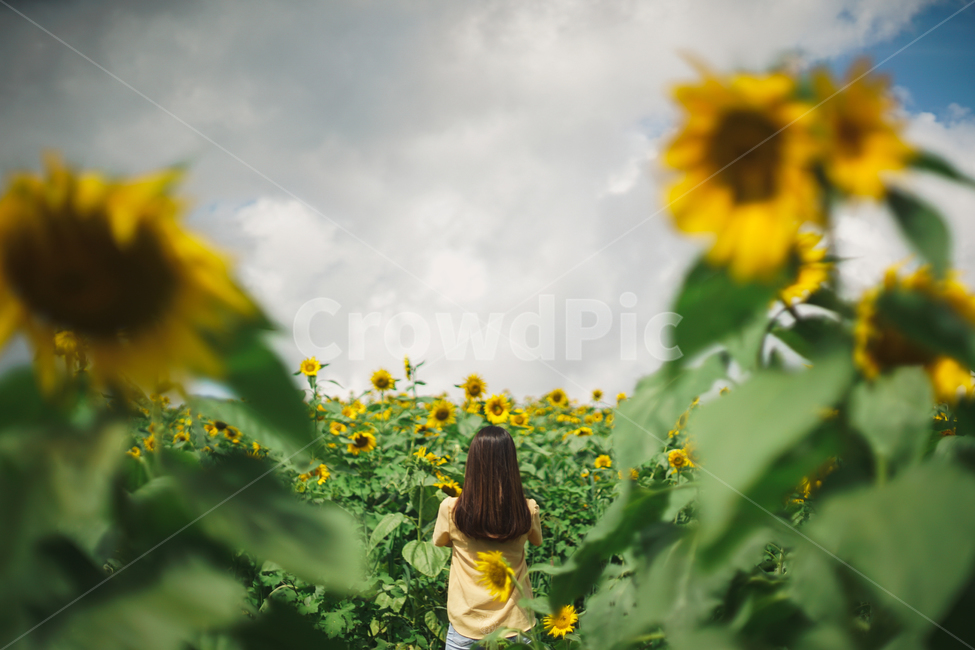 하늘,여름꽃,여름,꽃,인물,해바라기,여름,계절,summer,season,사람,인물,인간,human,person,여성,여자,woman,female,lady,여행,휴가,traveling,vacation,trip,plant,식물,blossom,flower,sunflower