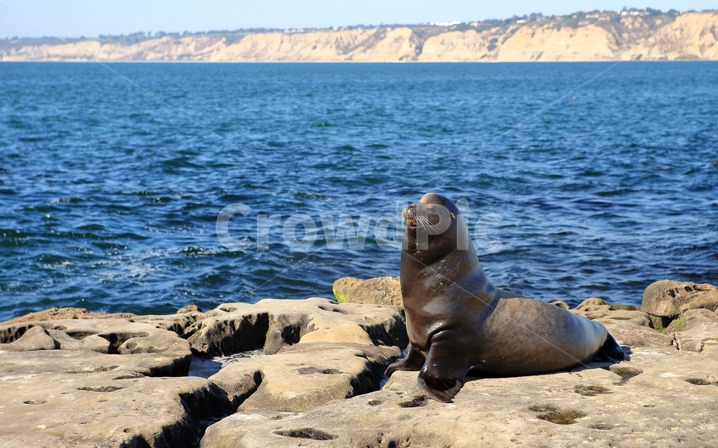 바다표범,샌디에이고,라호야,바다사자,물개,해변,캘리포니아,바닷가,sandiego,lajolla,동물,animal