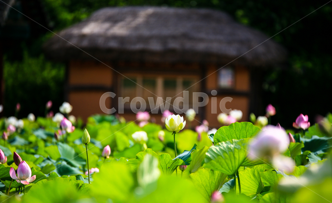 연꽃,백연꽃,여름,식물,연잎,한국전통,한국문화,korean traditional,korean culture,식물,자연,plants,nature,꽃,flower,건축물,건물외관,exterior,building,structure,architecture,construction