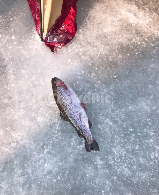 송어,얼음낚시,낚시,물고기,송어잡기,송어잡이,동물,animal,어류,물고기,fish