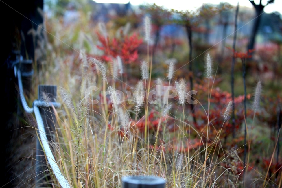 울타리,숲,나무,단풍,갈대,공원,식물,자연,plants,nature