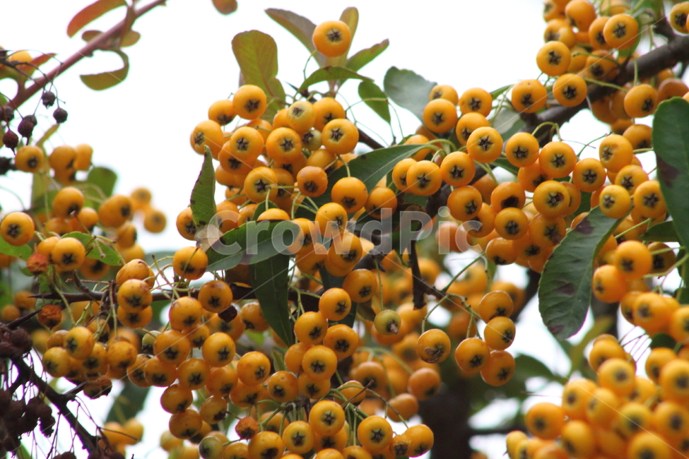 가을,열매,종자,식물,seed,파라칸타,파라칸사스,pyracantha,식물,자연,plants,nature,과일,열매,fruit