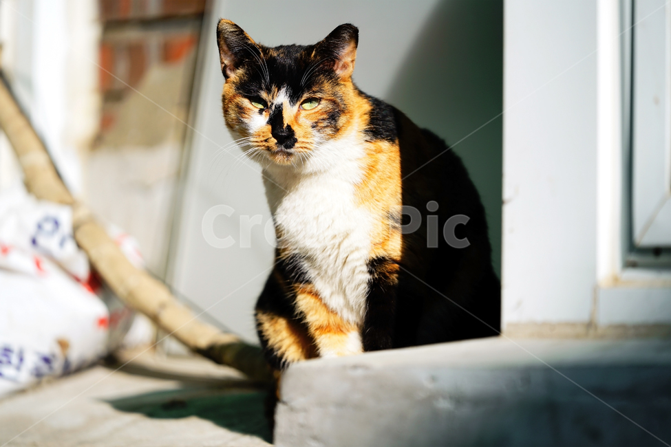 고양이,길고양이,길냥이,야옹이,냐옹이,냥냥이,반려묘,애완묘,반려동물,애완동물,야생동물,펫,캣,포유류,동물,mammal,animal,pet,cat,동물,animal,포유류,mammal,고양이,cat,kitten,kitty