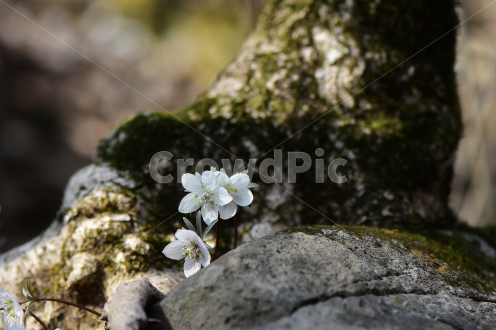변산바람꽃,야생화,봄,꽃,흰색,자연,식물,식생,봄의전령사,풀꽃,미나리아재비과,식물,자연,plants,nature,꽃,flower