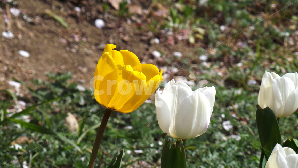 튤립,꽃,tulip,봄,플라워