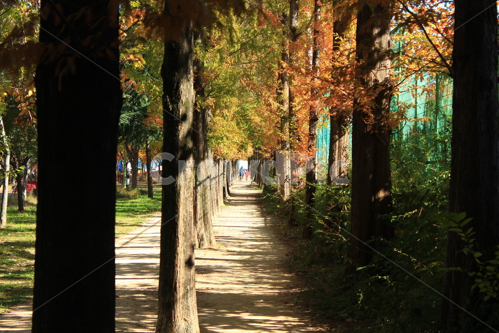 나무,자연,산책로,공원,nature,tree,가을,단풍,길,road
