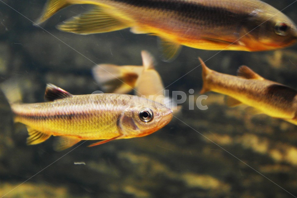 수족관,물고기,작은,생명체,아쿠아리움,fish,aquatic,동물,animal,어류,물고기,fish
