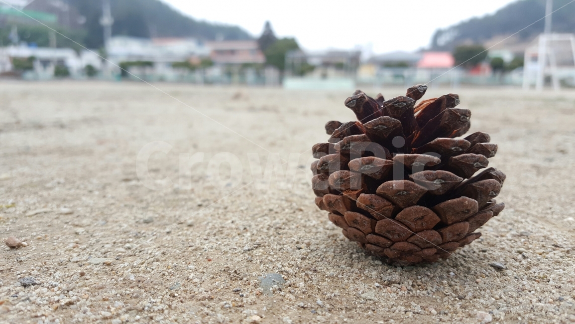 운동장,솔방울,모래,학교,자연,흙,놀이터,야외,나무,시골
