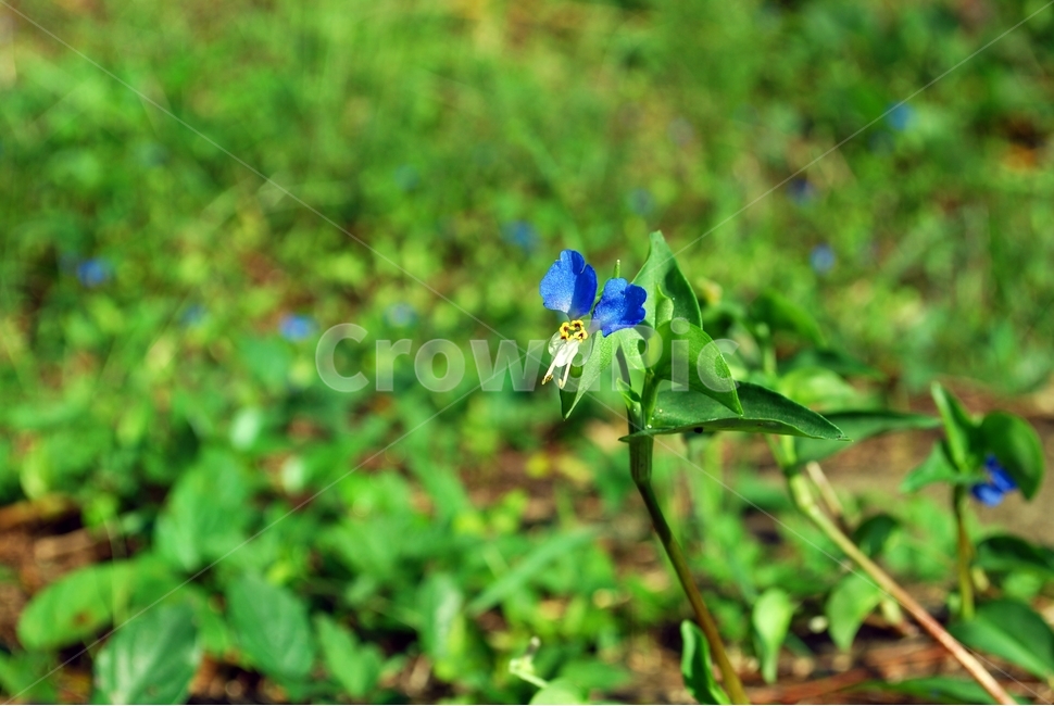 여름꽃,파란꽃,달개비,닭의장풀,잡초,식물,자연,plants,nature,꽃,flower