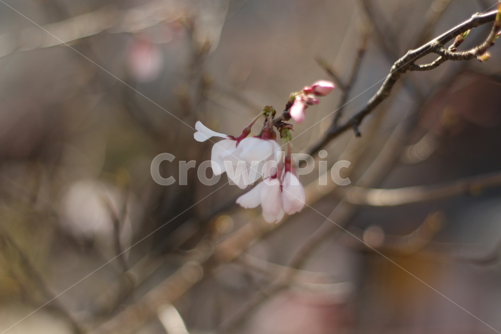 벚꽃,사쿠라,cherryblossom,플라워,나무,꽃나무,봄,봄꽃,봄벚꽃,흰벚꽃,plant,식물,flower,꽃,blossom,꽃봉오리,꽃봉우리,bud,flowerbud