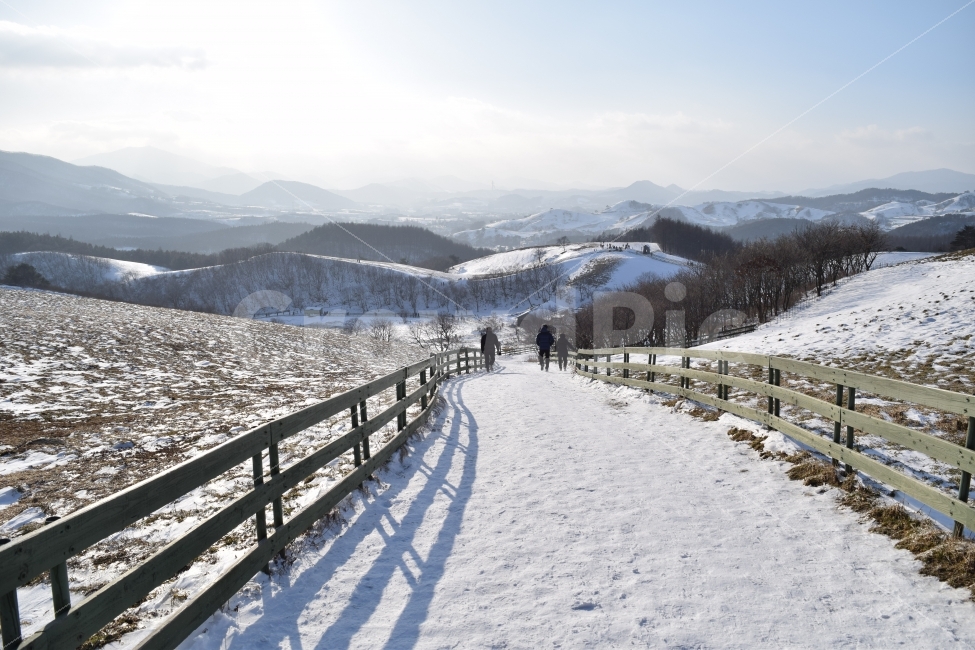 양떼목장,눈,목장,설경,여행,겨울,자연,감성사진,이미지사진,겨울,계절,winter,season,자연,풍경,nature,landscape,한국자연풍경,한국자연경관,korea nature landscape,person,사람,human,인간,banister,난간,handrail,railing