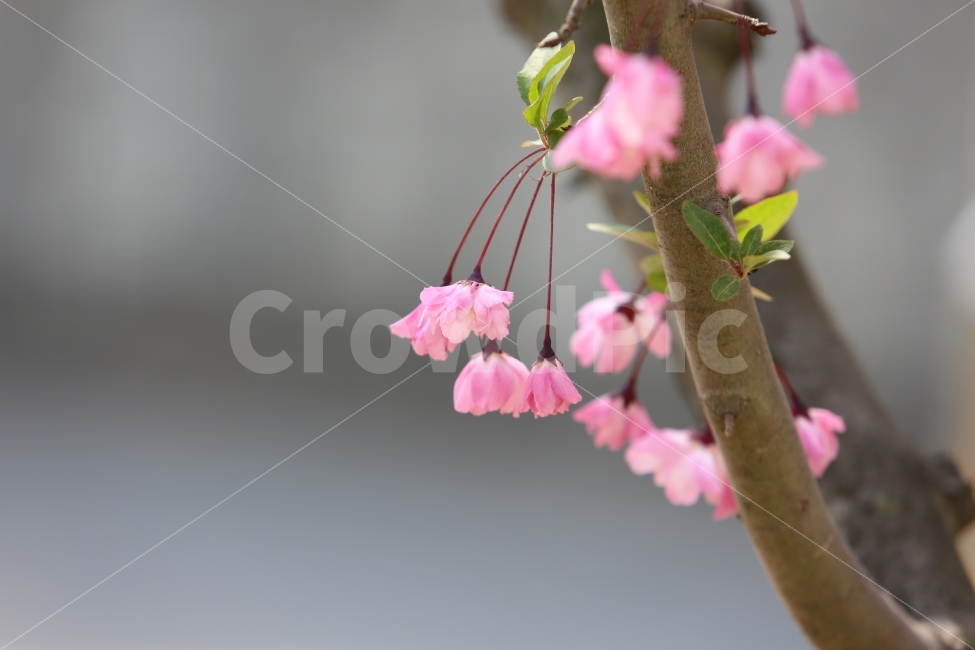 벗꽃,꽃,식물,봄,분홍,봄,계절,spring,season,식물,자연,plants,nature,꽃,flower,plant