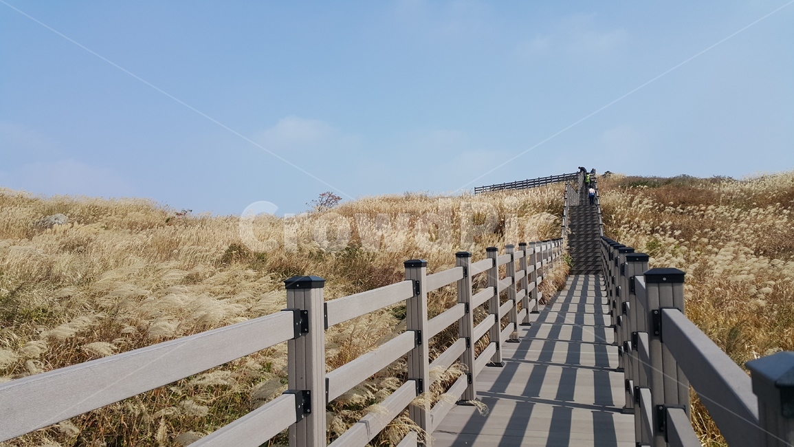 천성산,갈대,갈대밭,갈대숲,하늘,가을,등산,산,산책로,등산로,정상
