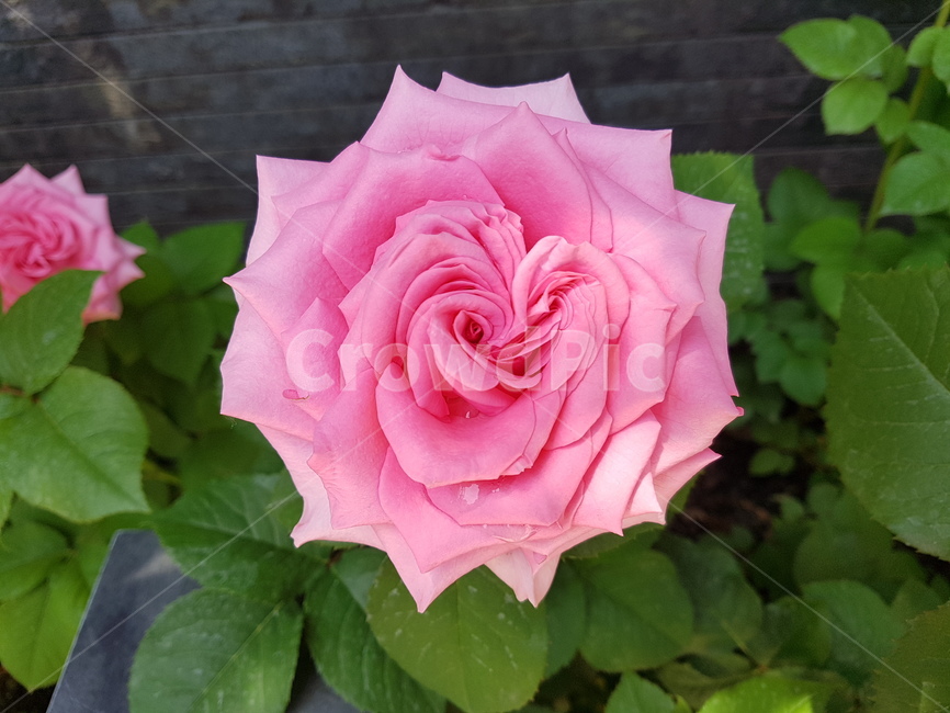 장미꽃,로즈,러브,꽃다발,선물