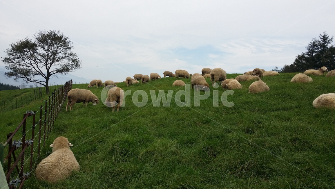 양,양때목장,양목장,목장,sheep,양떼목장,대관령,동물,animal,포유류,mammal,산업,industry,industrial,목축업,목장,livestock farming,ranching,pasture