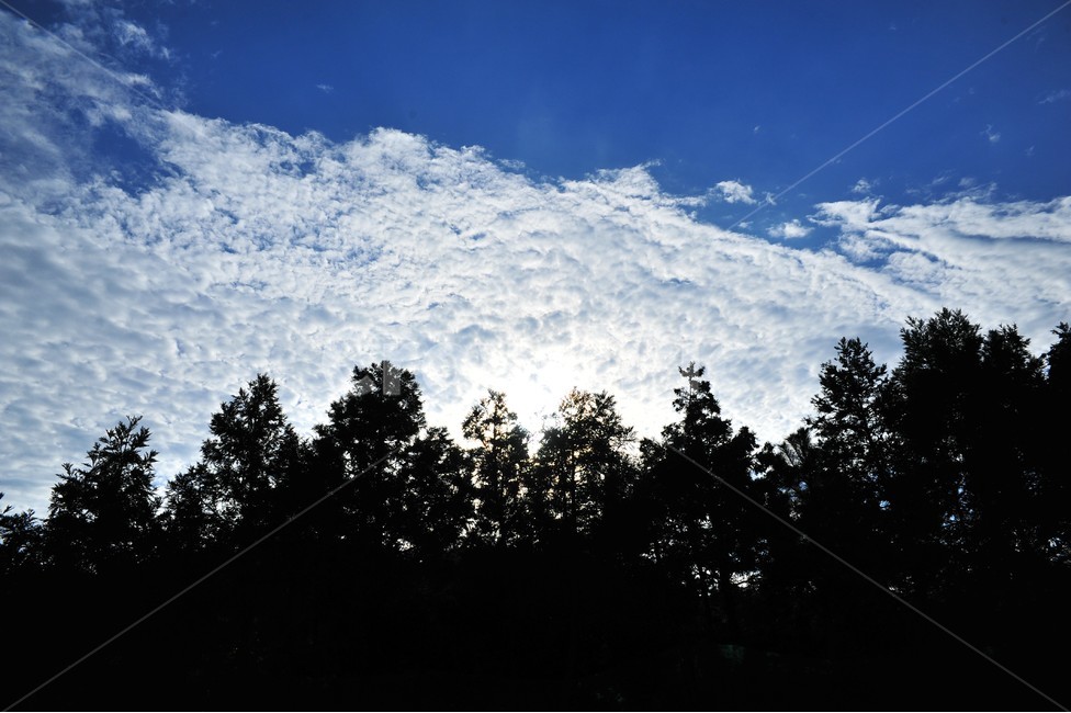 제주,삼나무,나무숲,nature,자연,outdoors,weather,날씨,sky,하늘,cumulus,적운,cloud,구름