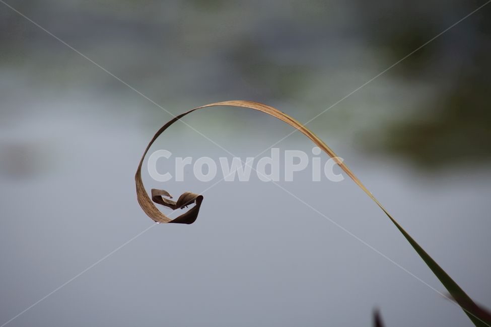 잎,식물,leaf,곡선,마른잎