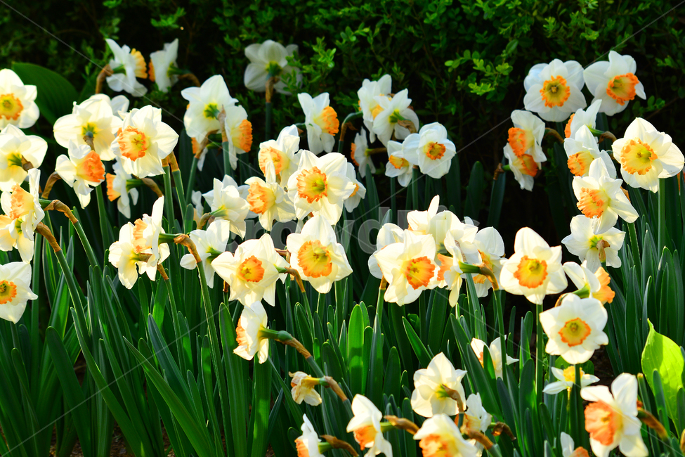 수선화,봄꽃,시즌,계절,봄배경,분위기,구근식물,하얀색꽃,흰꽃,화이트,white,flowers,spring,배경,바탕,백그라운드,꽃잎,꽃밭,4월,5월,식물,자연,plants,nature,꽃,flower