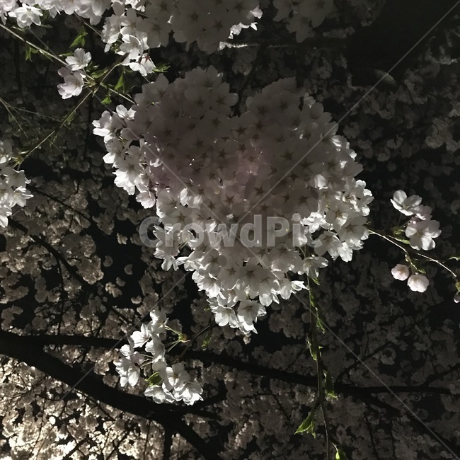 벚꽃,밤하늘,꽃,벚꽃나무,나무
