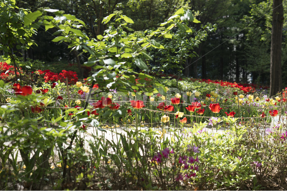 꽃밭,튤립,꽃축제,햇살,풀,나무,자연,식물,자연,plants,nature,꽃,flower,휴식,힐링,rest,relaxation,healing