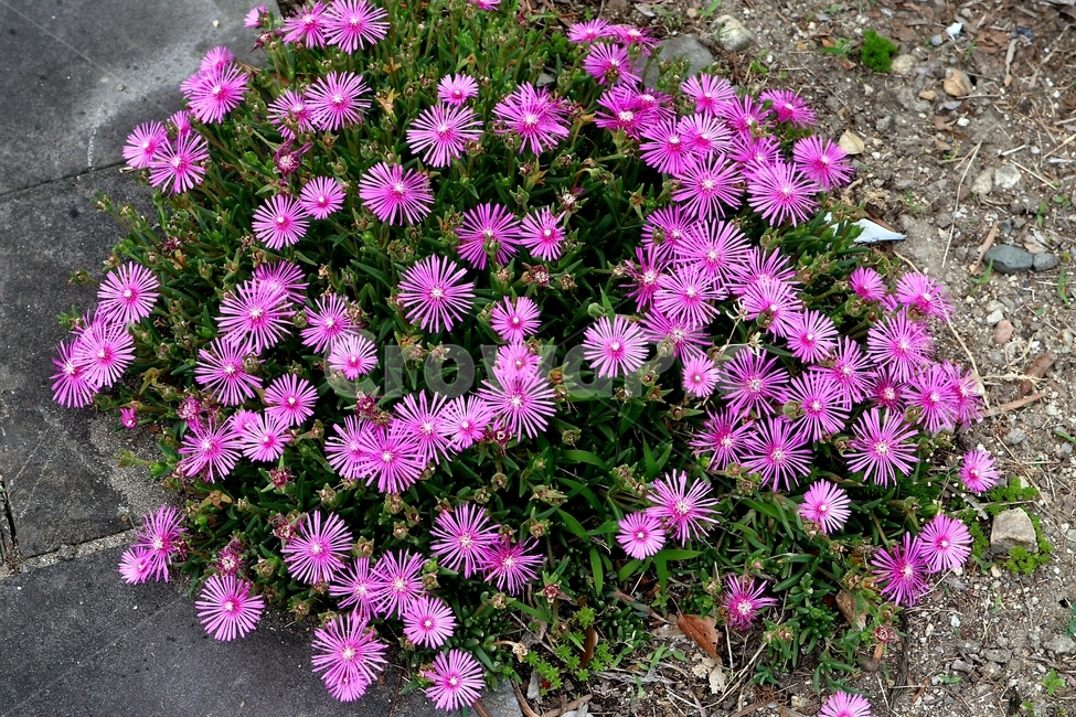 꽃,들꽃,식물,풀,flower,식물,자연,plants,nature,꽃,flower