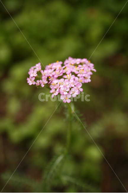 톱풀,식물,flower,plants,nature,꽃봉오리,꽃,식물,자연,plants,nature,꽃,flower