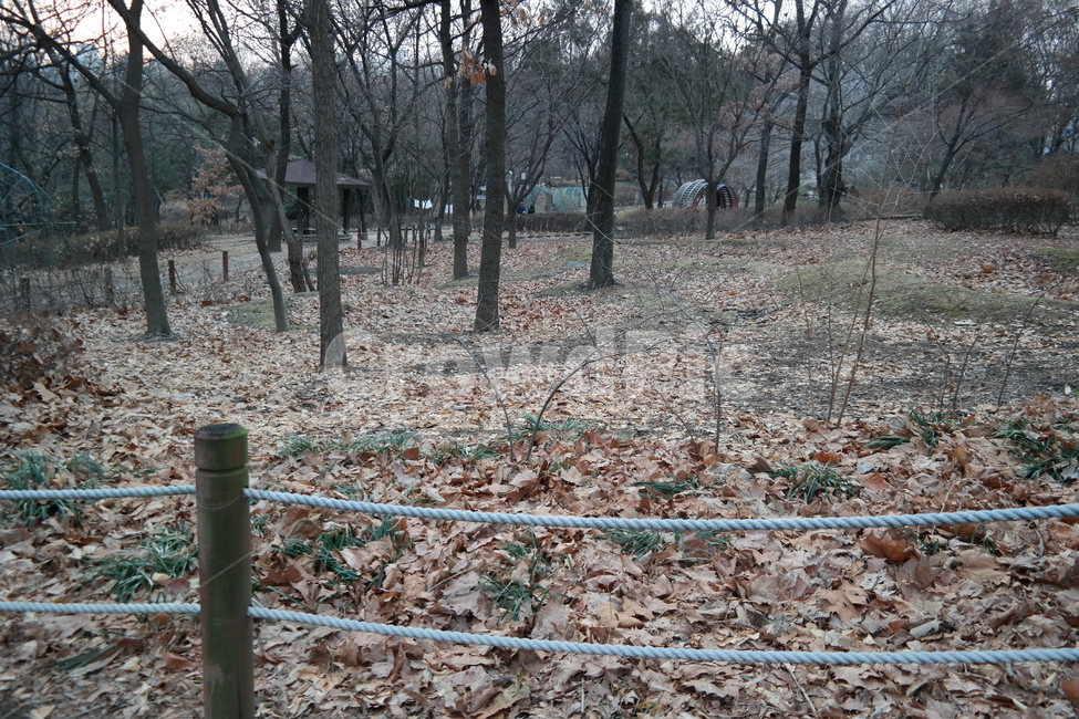 나무,trees,tree,낙엽,나뭇잎,소나무,떨어진잎,공원,park,가을,계절,fall,autumn,season,ground,바닥,plant,식물