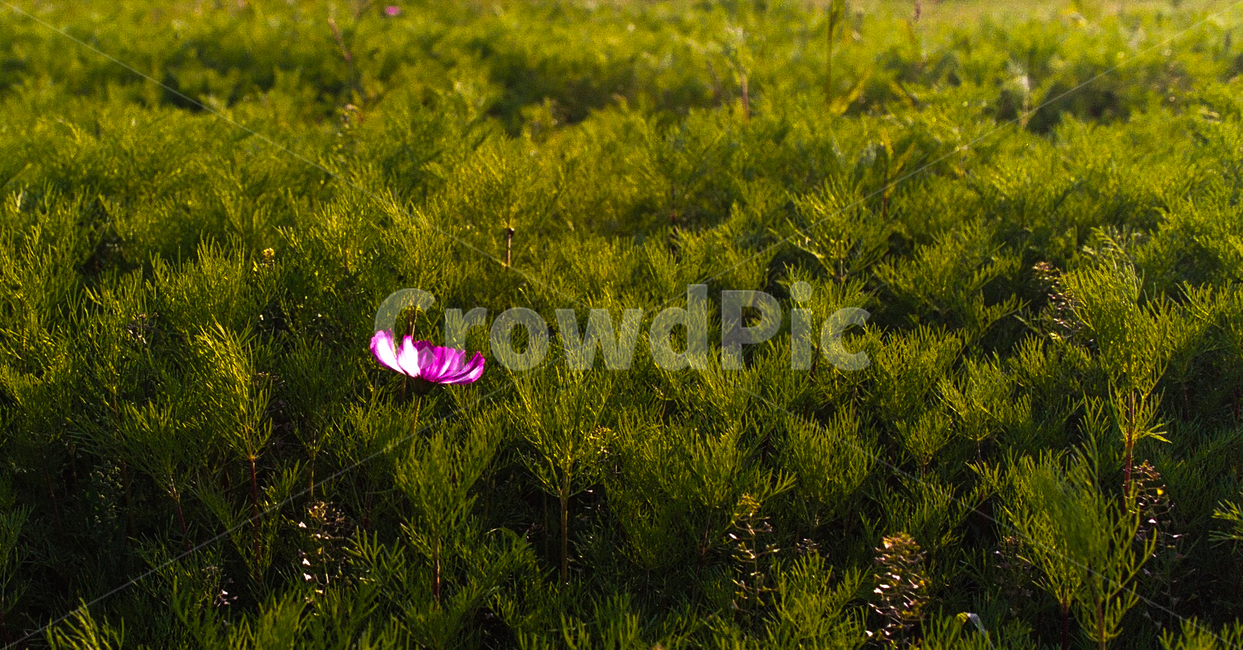꽃,코스모스,자연,식물,밭,재배,plant
