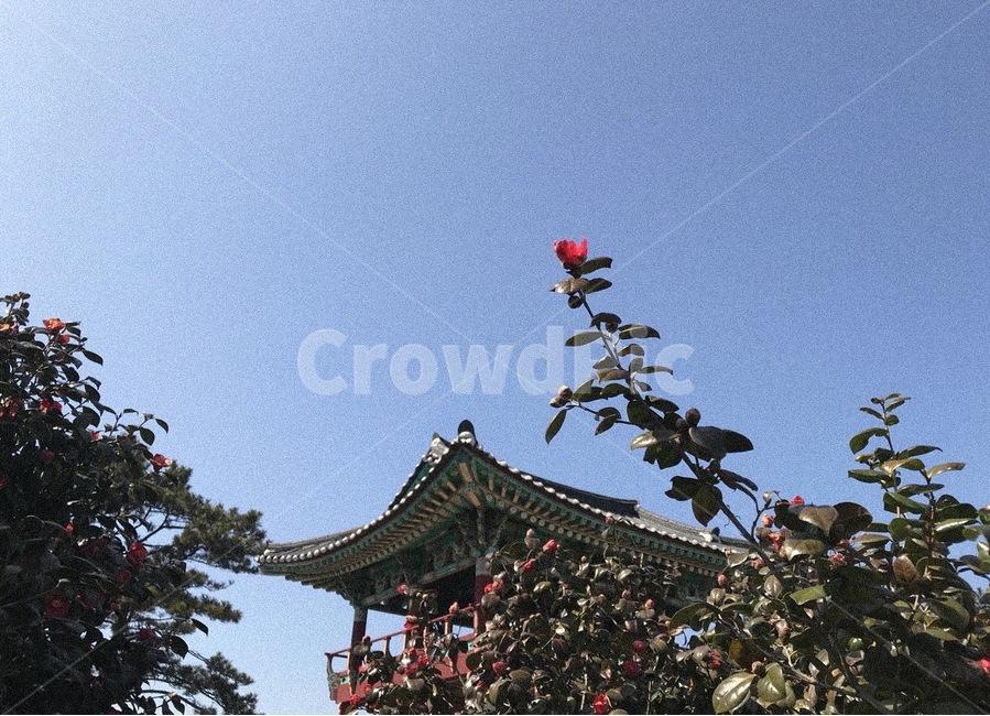 꽃,동백꽃,나무,식물,한옥,하늘,바탕화면,필터사진,Flower,Korea,Tree,Sky,Background,Blue,한국전통,한국문화,korean traditional,korean culture,식물,자연,plants,nature,꽃,flower,건축물,건물외관,exterior,building,structure,architecture,construction