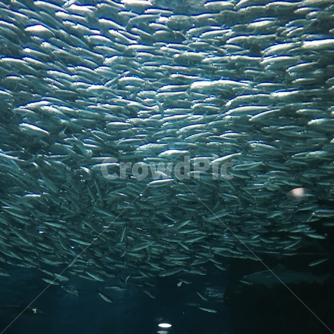 물고기,animal,동물,청어,해양생물,fish,수족관
