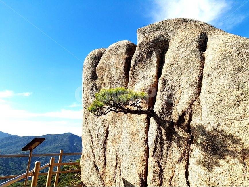 용봉산,나무,해,풍경,산,바위,자연,풍경,nature,landscape,식물,plants,나무,trees,wood,outdoors,옥외,cliff,낭떠러지