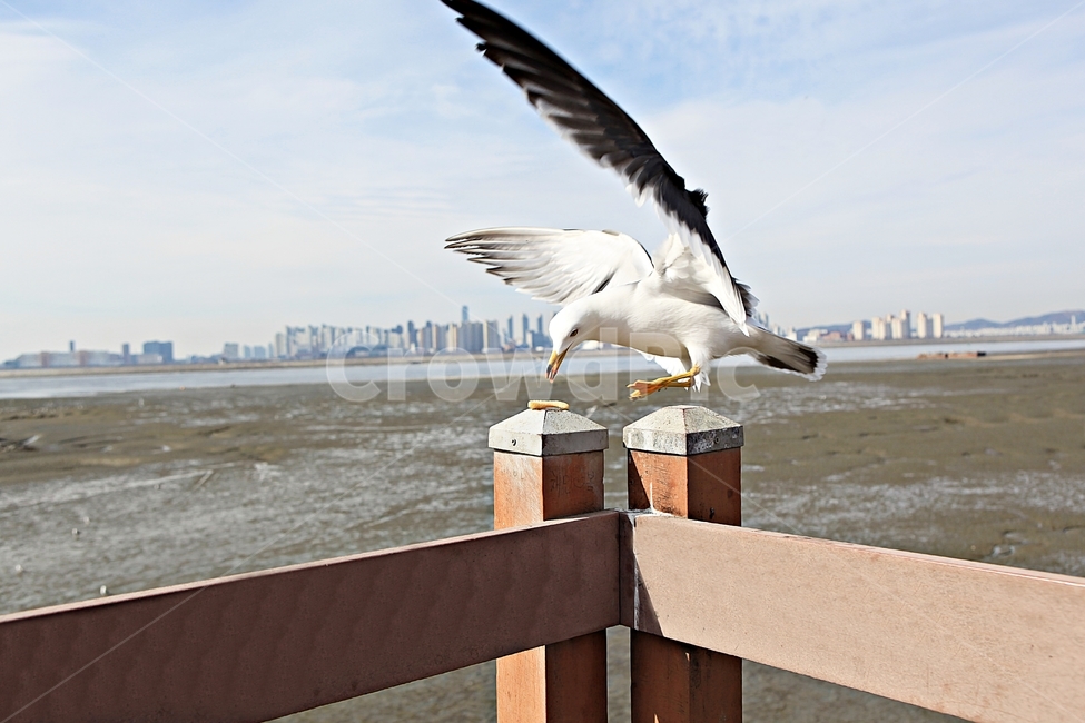 갈매기,새,조류,풍경,배경,자연,풍광,하늘,동물,animal,조류,새,birds