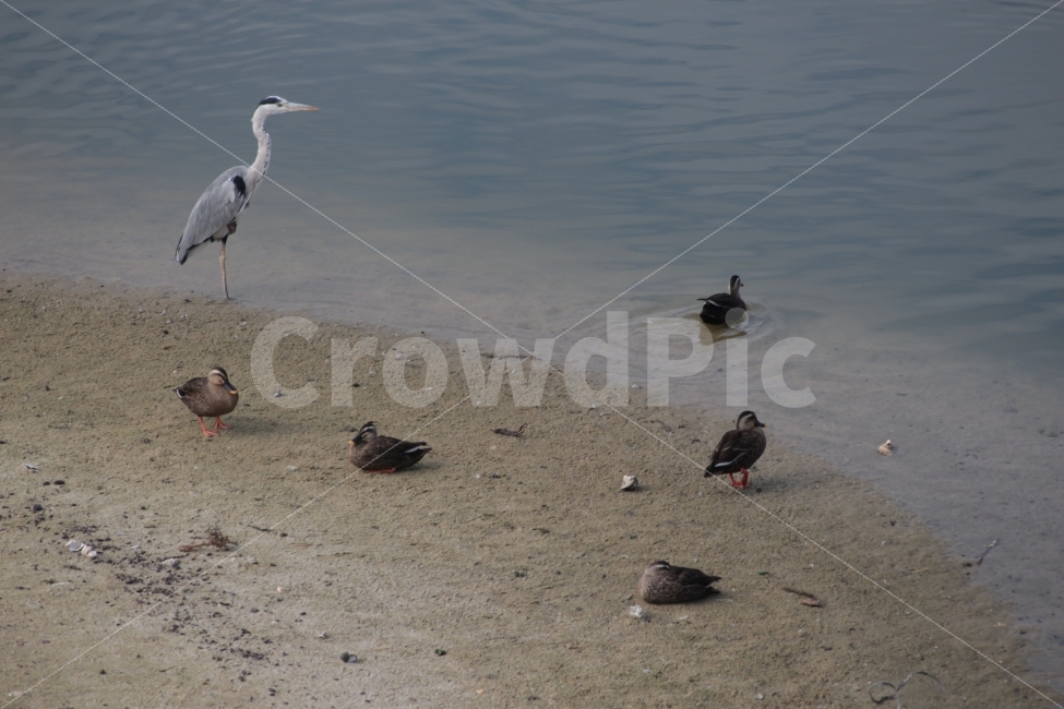 강가,동물,새,조류,왜가리,오리,heron,duck,강,여러마리,동물,animal,조류,새,birds