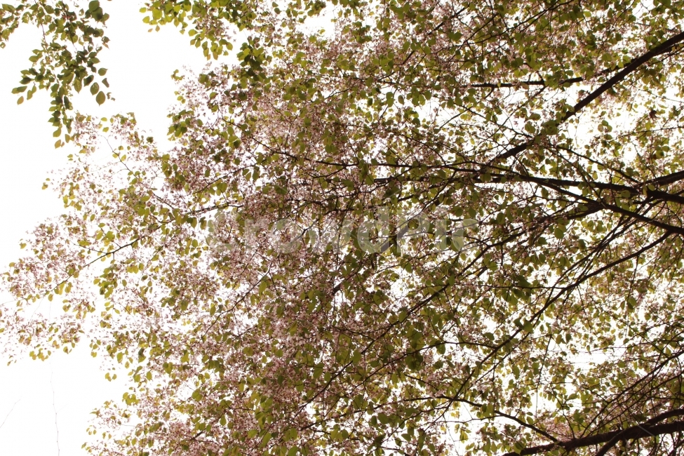 봄,나무,벚꽃,벚나무,자연,봄,계절,spring,season,식물,자연,plants,nature,꽃,flower,tree,plant