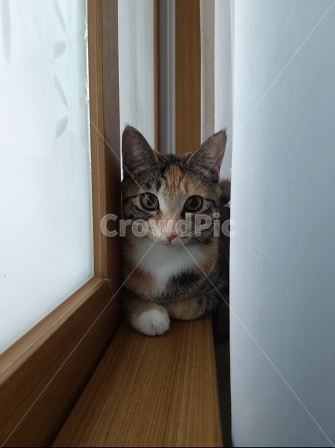 고양이,포유류,동물,애완동물,animal,cat,pet,mammal,동물,animal,포유류,mammal,고양이,cat,kitten,kitty