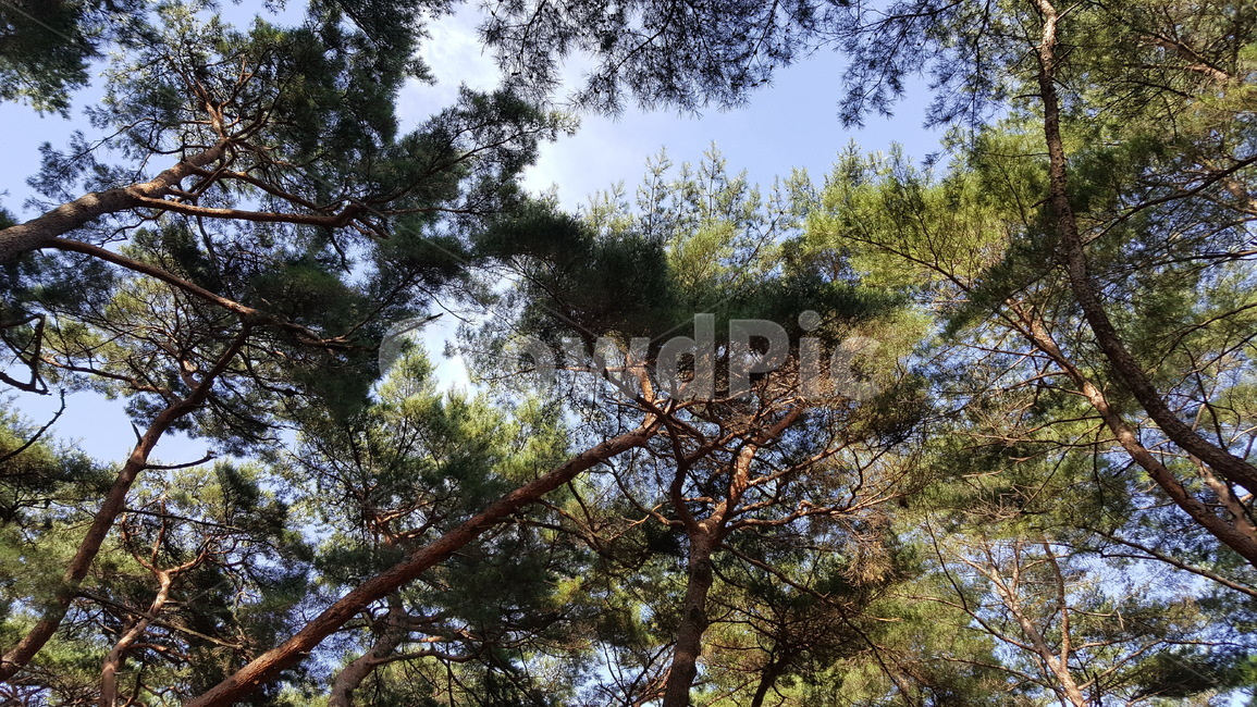 소나무,tree,나무,plant,식물,나무,trees,wood