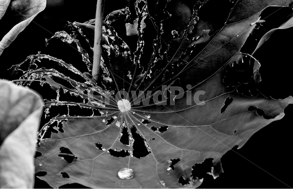 습지,관곡지,생태공원,연잎,물방울,감성,연,식물,식물,자연,plants,nature,흑백,모노톤,monochrome,black and white