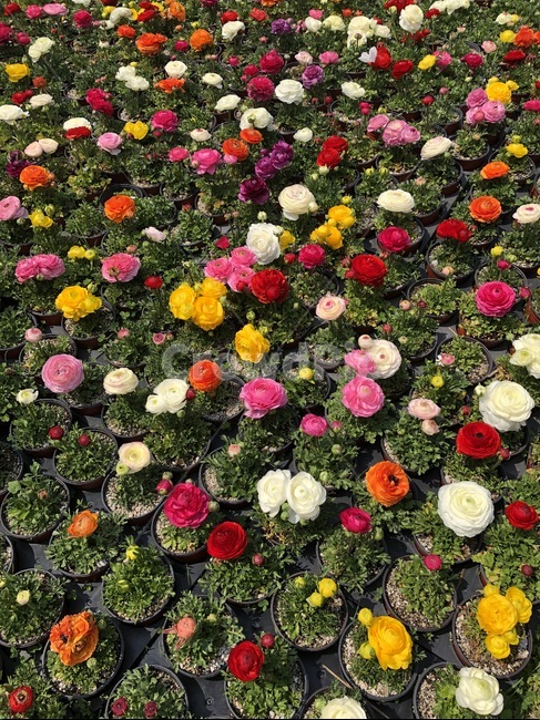 plant,식물,꽃,flower,blossom