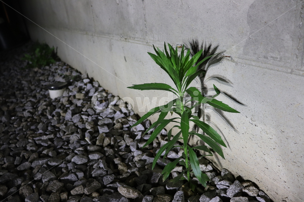 어둠,식물,plant,flower,dark,그림자,shadow,꽃,stone,콘크리트벽,노출콘크리트