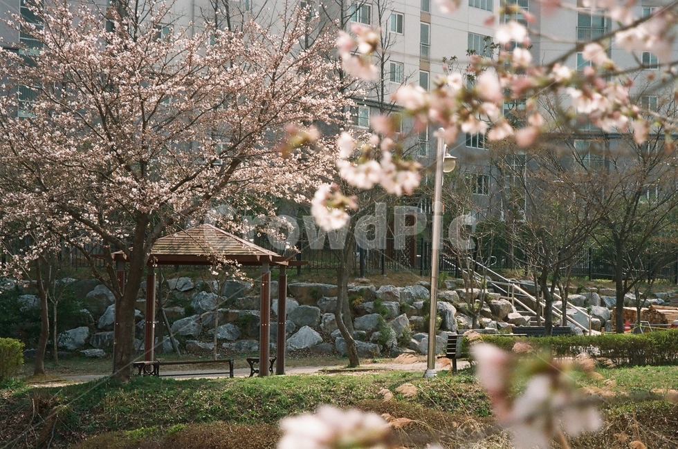 정자,필름,벚꽃,벚나무,봄